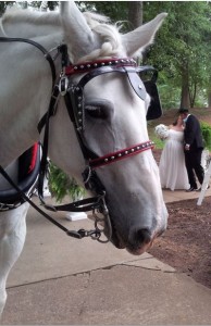 Wedding Horse and Carriage Belmont NC